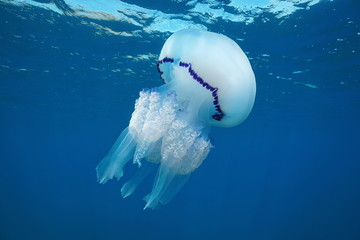 A barrel jellyfish, Rhizostoma pulmo, underwater in the Mediterranean sea, Medes Islands, Costa...