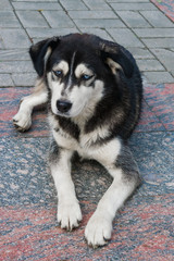 Stray dog breed husky with blue eyes black and white sitting on the pavement in the summer
