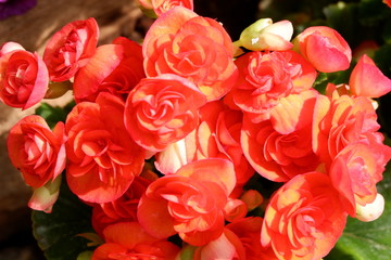 red begonia flower