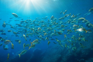 School of fish salema porgy, Sarpa salpa, with sunlight underwater in the Mediterranean sea, Port-Cros, Hyeres, Cote d'Azur, France