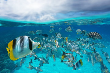 A school of tropical fish underwater and sky with cloud, split view above and below water surface,...