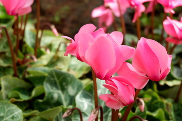 beautiful pink flowers