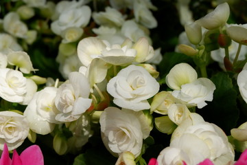 beautiful flower bouquet background