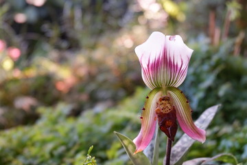 orchid flowers in garden