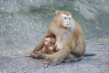 Mother and child of Southern pig-tailed macaque (Macaca nemestrina) in nature of tropical forest in Phuket Thailand. Baby monkey is in mother's arms.