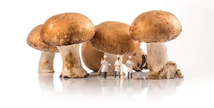 miniatures peoples: chefs in front of fresh mushrooms