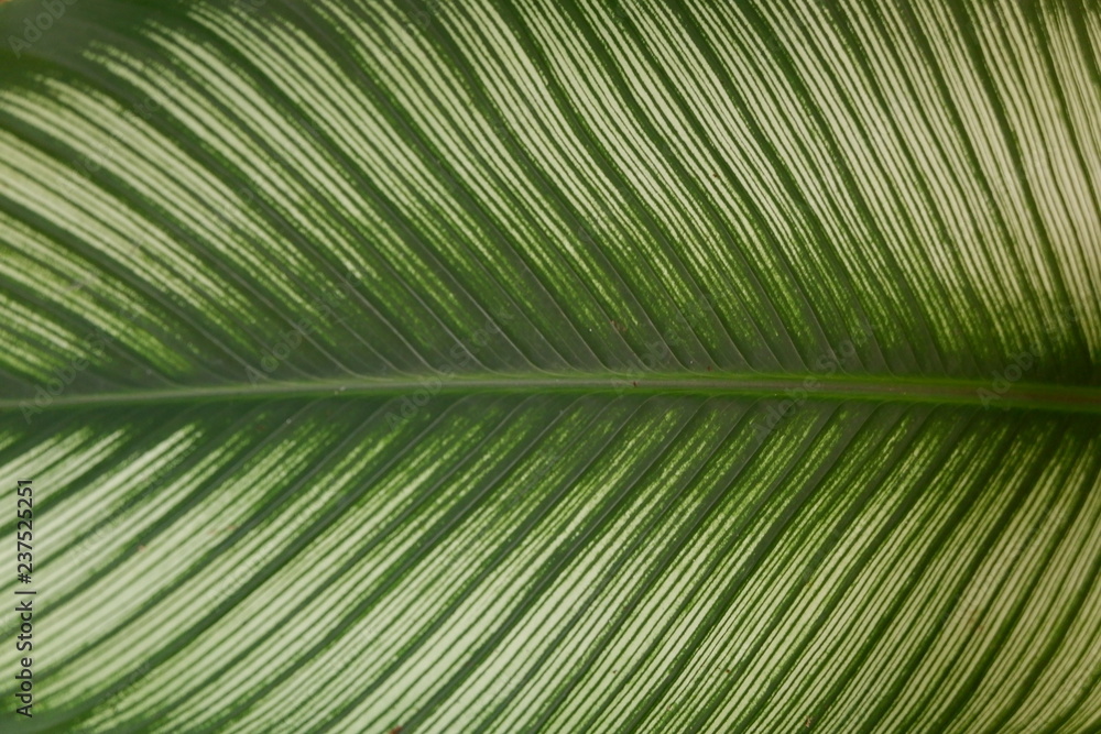 Canvas Prints green leaf  background