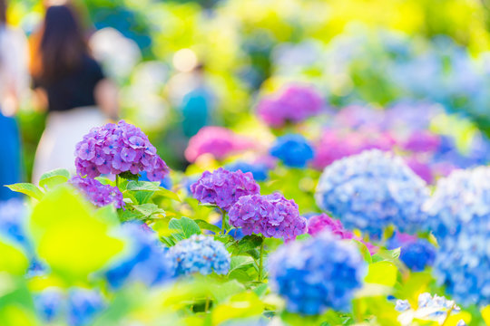 1 115 Best 小田原市 Images Stock Photos Vectors Adobe Stock 1 115 Best 小田原市 Images Stock Photos Vectors Adobe Stock