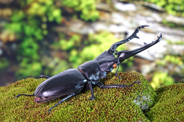 Beetles : Giraffe Stag-Beetle (Prosopocoilus giraffa) the world's largest saw-tooth stag beetle...