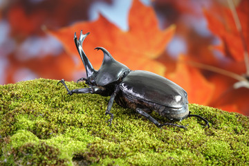 Japanese rhinoceros beetle (Allomyrina dichotoma) or Japanese horn beetle (or Kabutomushi, Kabuto...