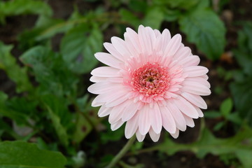 Obraz premium close up beautiful white flower