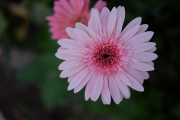 Fototapeta premium close up beautiful pink flower in garden
