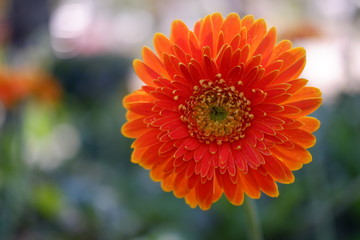 close up beautiful orange flower