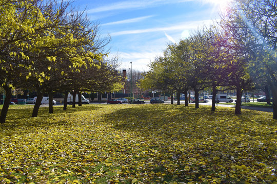 Parques en un d&iacute;a de oto&ntilde;o con sol. 