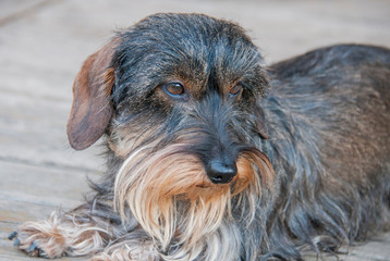 dachshund on beach