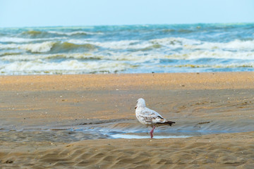 Sea-Gull Beach De Panne Strand Sturmmöwe