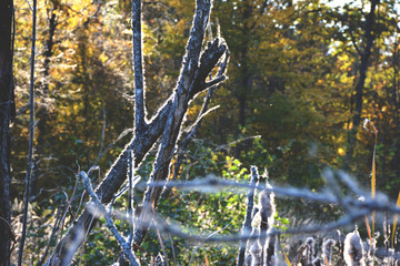 Dry reeds grass at sunset. Landscape of reeds grass background. Autumn reeds grass background.