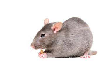 Portrait of a rat holding a food in its paws isolated on white background