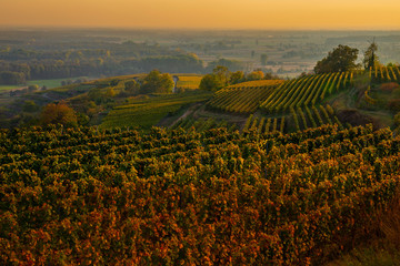 Weinberge Reben Herbst