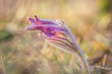 Close-up photo of pink Pasque flower, Pulsatilla in morning sunlight.