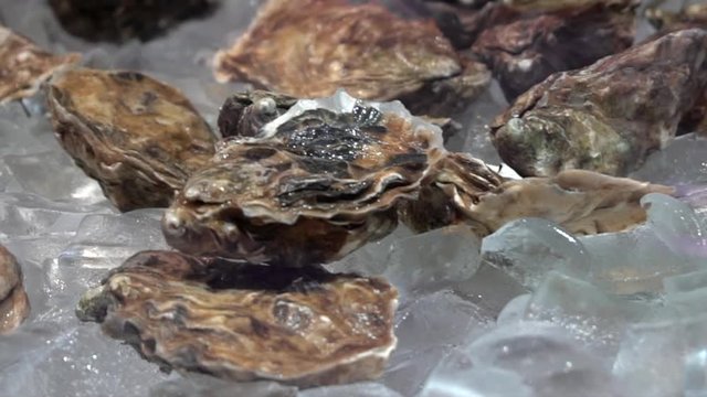 Raw whole oysters on a metal surface covered with ice cubes, close-up. Fresh closed shellfish at a fish market. A variety of seafood delicacies. 