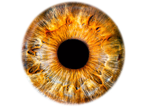 Iris ,das menschliche Auge, freigestellt