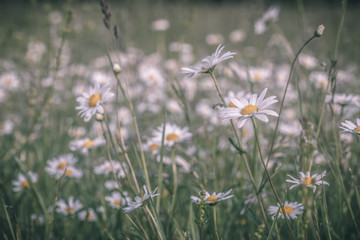 Summer meadow, green grass field and wildflowers in warm sunlight, nature background concept, soft focus, warm pastel tones.