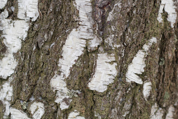 tree bark in a forest covered with snow close-up - a natural background