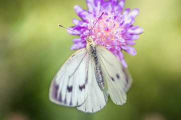 White cabbage butterfly on a purple wildflower