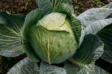 Obraz premium Cabbage with drops of water