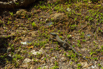 Small baby monitor lizard reptile predator in a  park