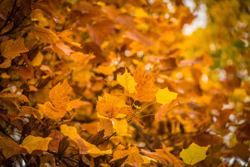 Autumn colours and leaves 