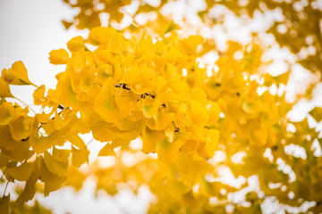 Autumn colours and leaves gingko biloba