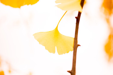 Autumn colours and leaves gingko biloba