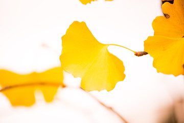 Autumn colours and leaves gingko biloba