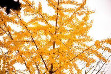 Autumn colours and leaves gingko biloba
