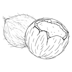 Coconut broken icon. Vector illustration of coconut nut. Hand drawn cartoon coconut. Chopped hairy nut.