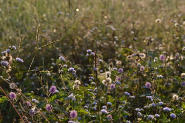 Fototapeta premium field of wild flowers