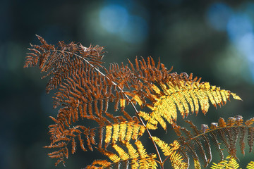 Dry fern in the backlight