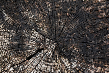 Background with a circular texture of an old sawn tree.