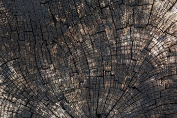 Background with the texture of an old sawn tree.