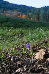 Saffron, fall colors
