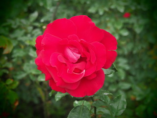 beautiful flower