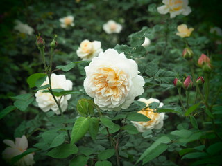 beautiful flower