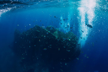 Underwater view in tropical ocean with fish at shipwreck