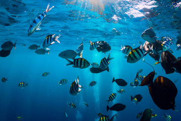 Underwater world with tropical fish in blue ocean