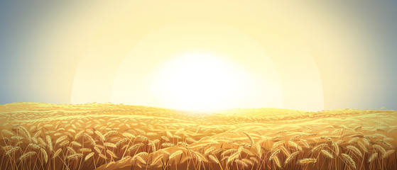 Rural landscape with a field of wheat and sunrise in the sky © Rustic