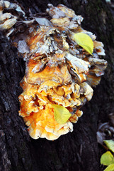 Laetiporus sulphureus (crab of the woods, sulphur polypore, sulphur shelf, chicken of the woods) growing on old cracked oak trunk, gray bark, close up detail