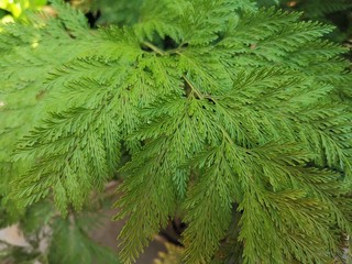 Pine leaves texture and background