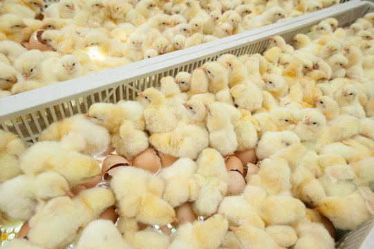 Baby chicks just coming out from Trays of broiler egg production, multipliers growth farm in Hatchery unit.